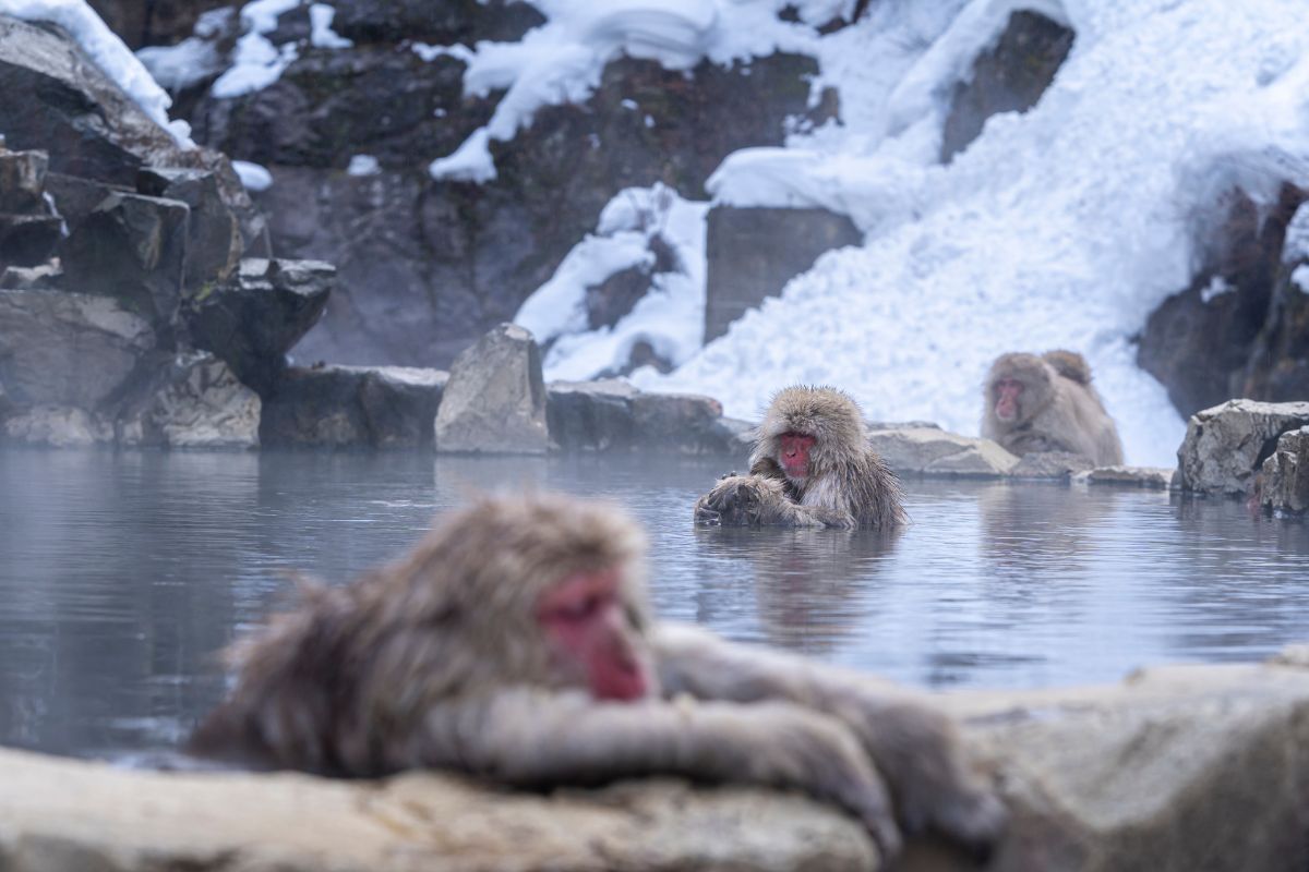 Hotspring Monkeys Hakodate Hotspring Monkeys Hakodate