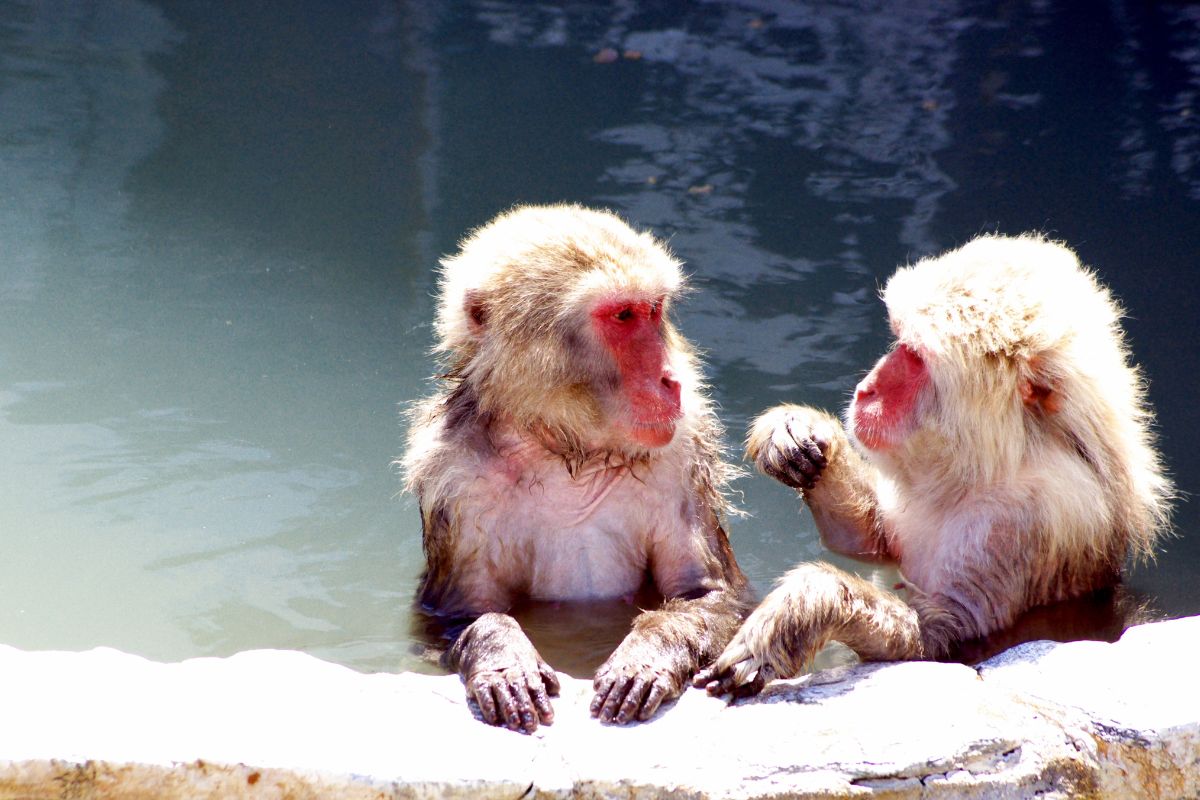 Hotspring Monkeys Hakodate Hotspring Monkeys Hakodate